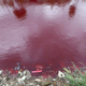 Illustration for article titled River in China mysteriously turns blood-red overnight